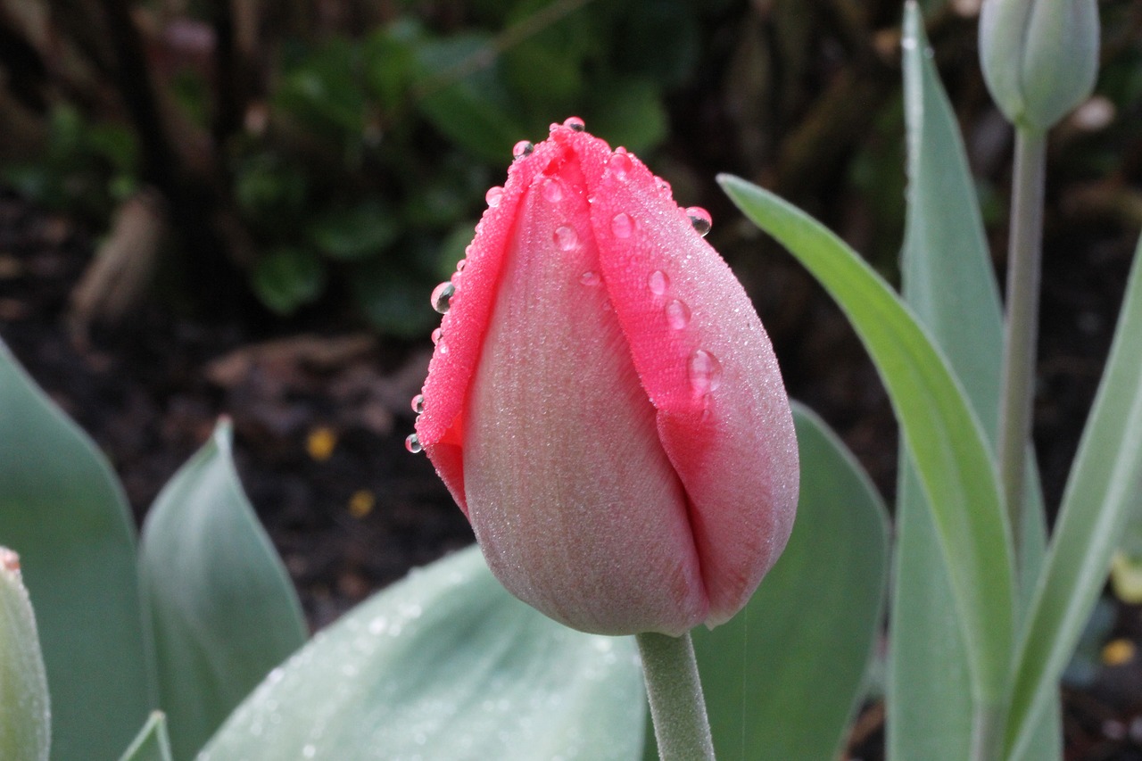 flower nature tulip free photo