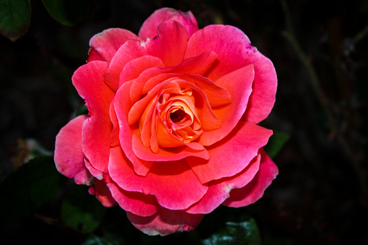 flower rosa petal free photo