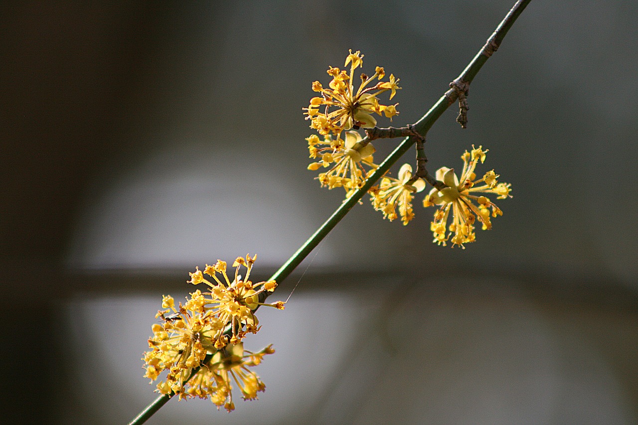 flower nature plant free photo