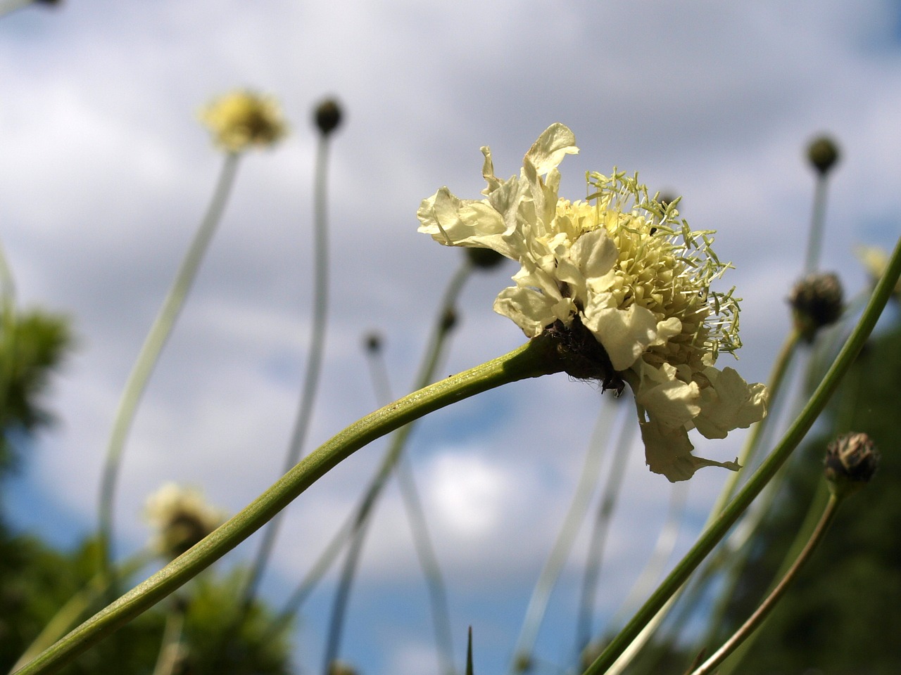 flower nature flora free photo