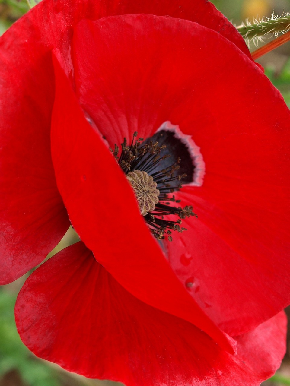 flower flora nature free photo