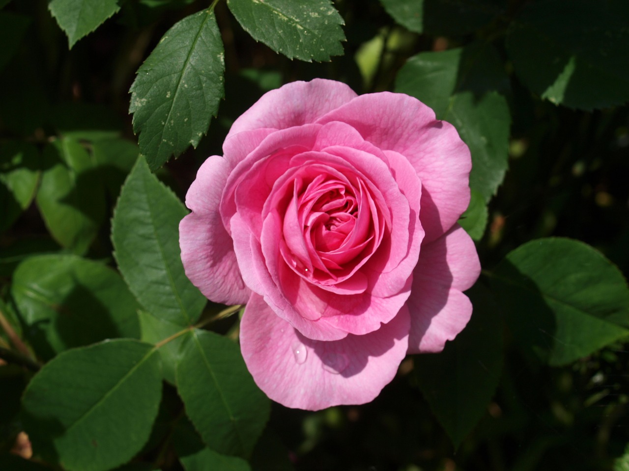 flower rose petal free photo