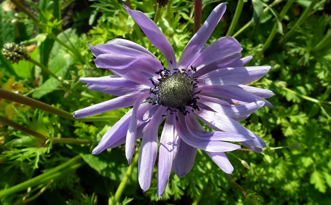 flower nature plant free photo