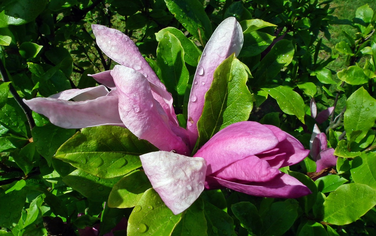 flower magnolia pink free photo