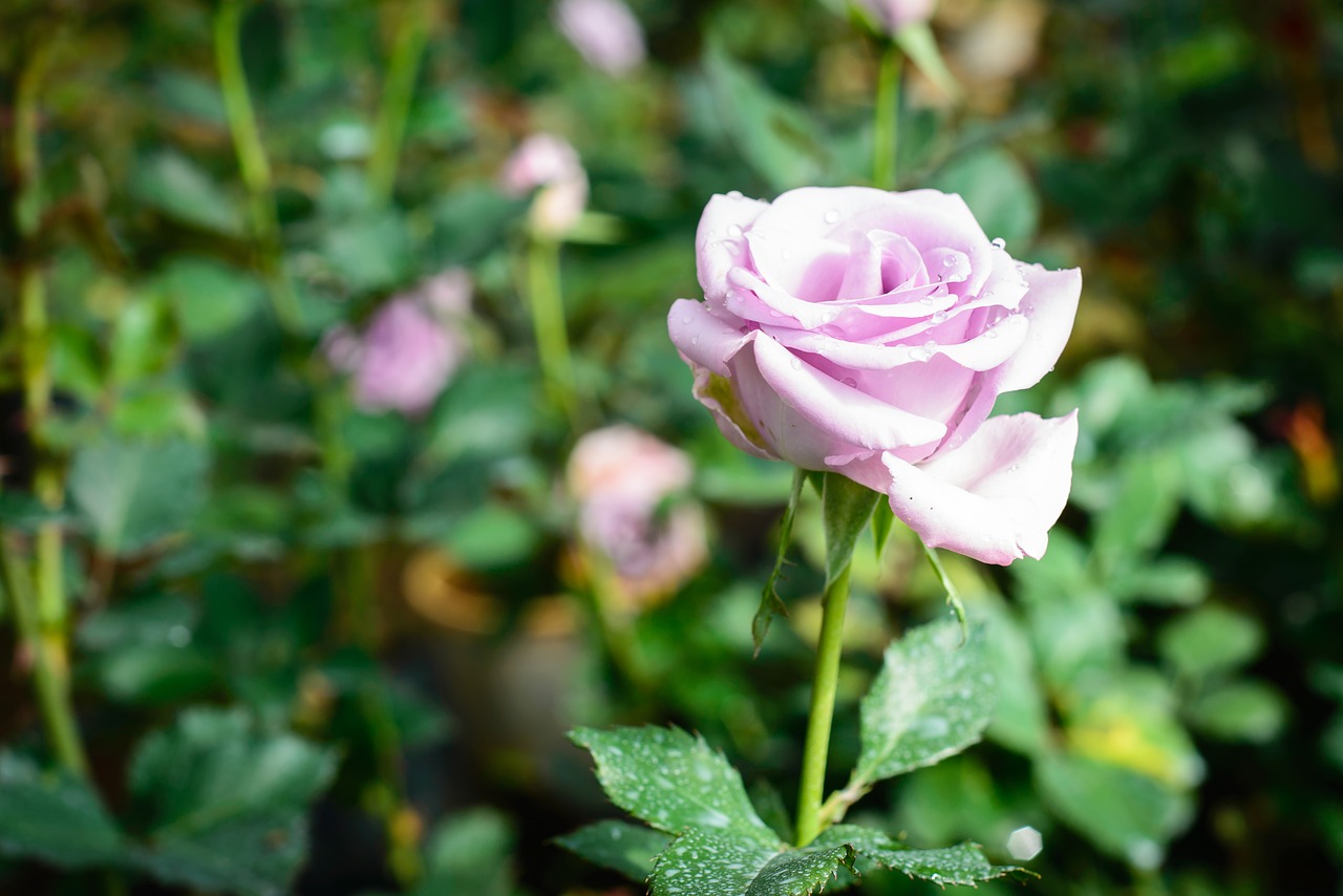 flower gardens pink flower free photo