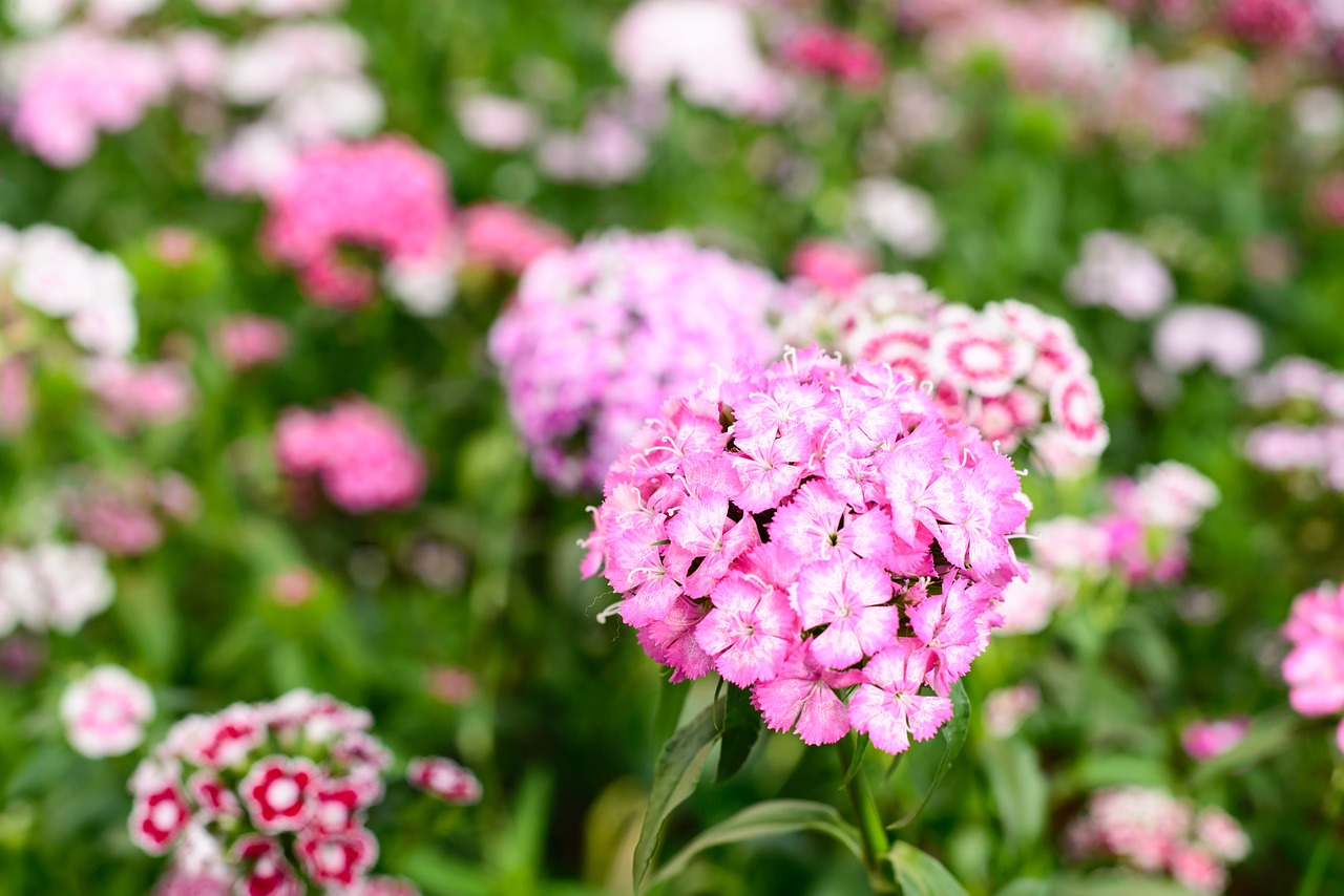 flower gardens pink flower free photo