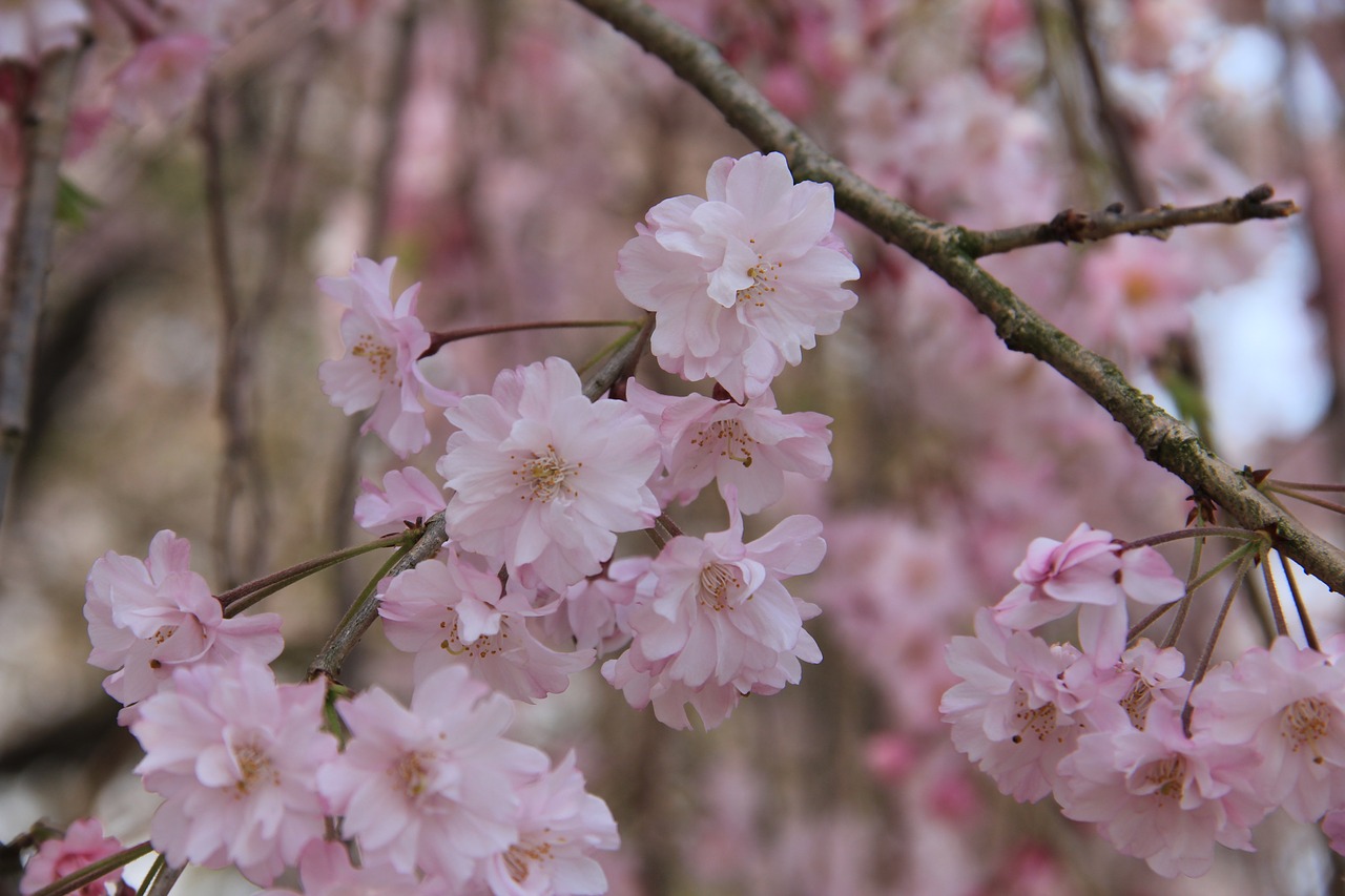 flower cherry branch free photo