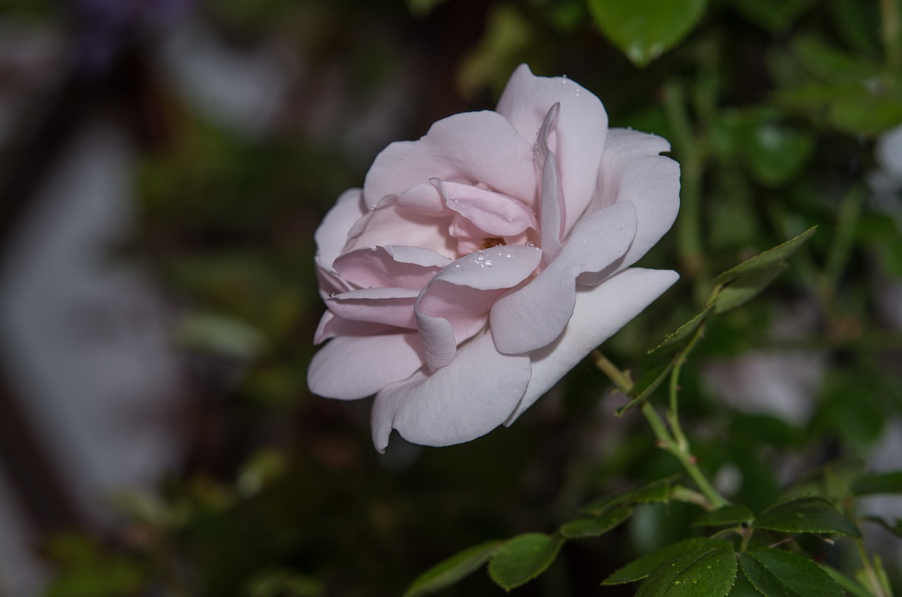 flower rose plant free photo