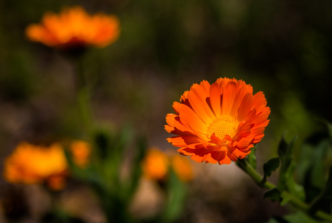 flower plant nature free photo