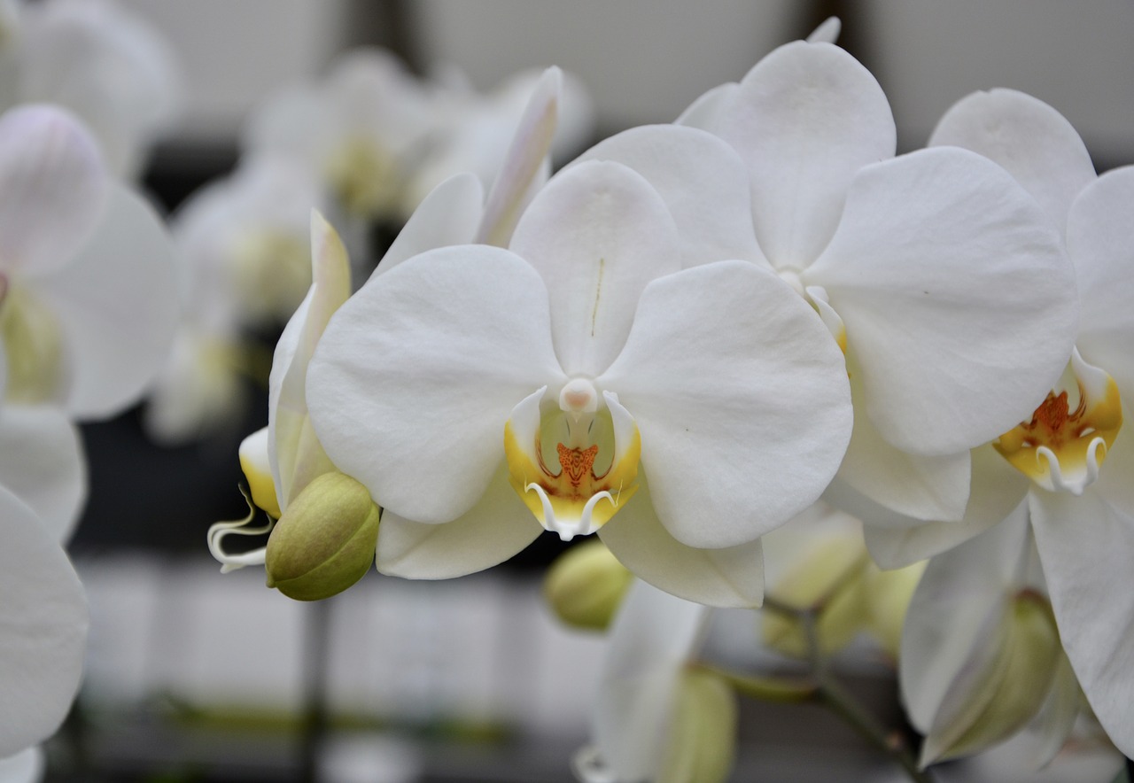 flower plant white orchid free photo