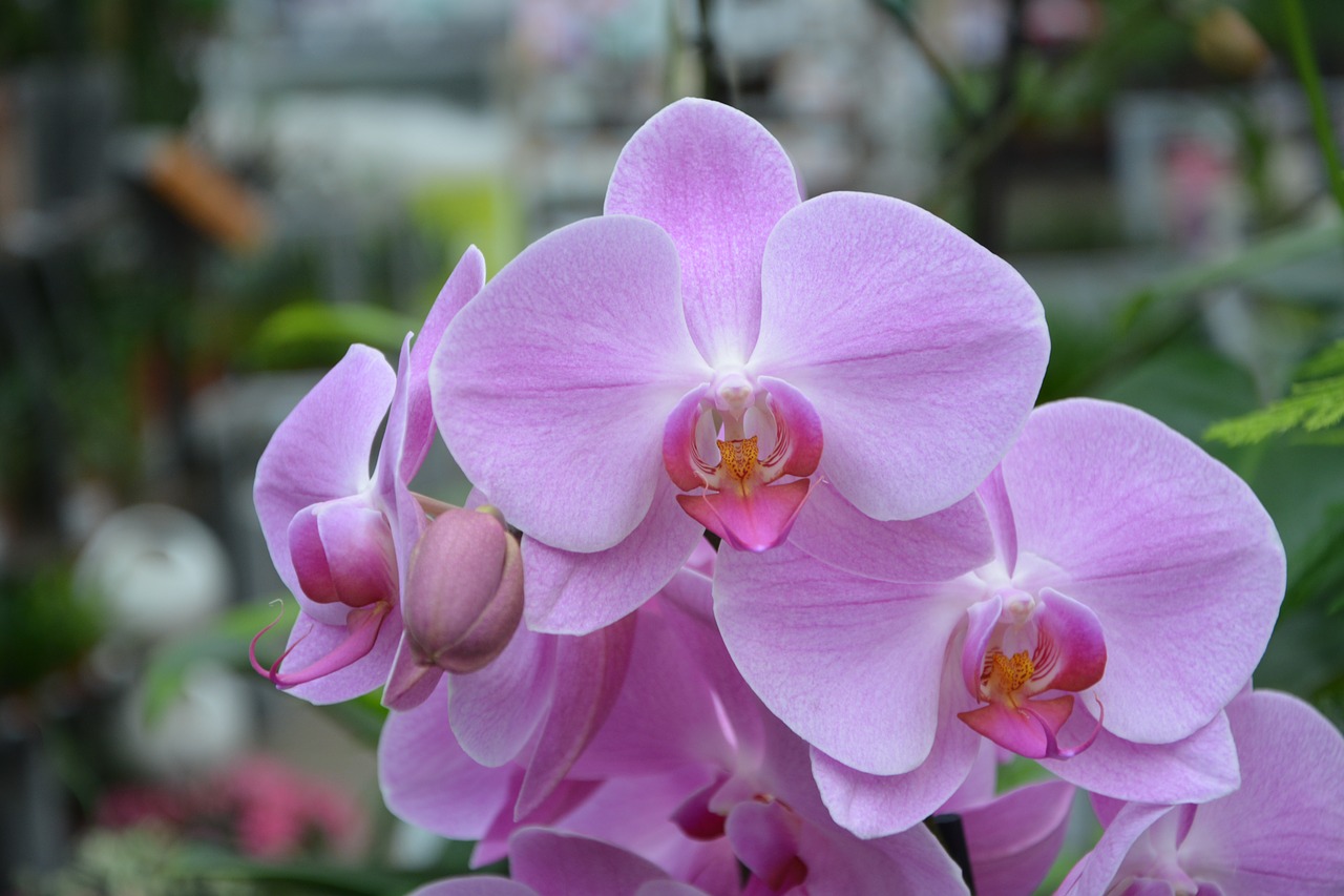 flower plant pink orchid free photo