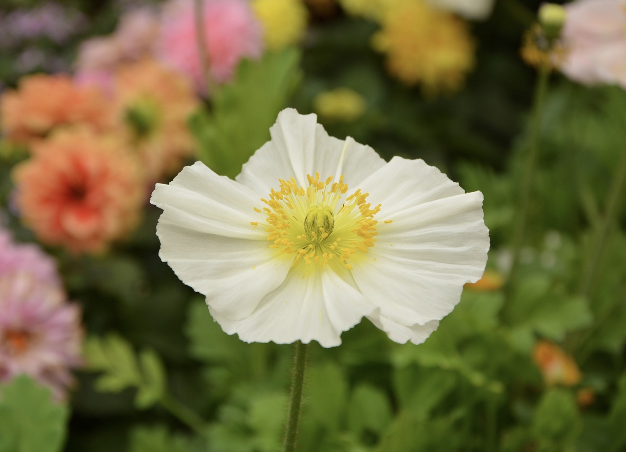 flower plant poppy flower free photo