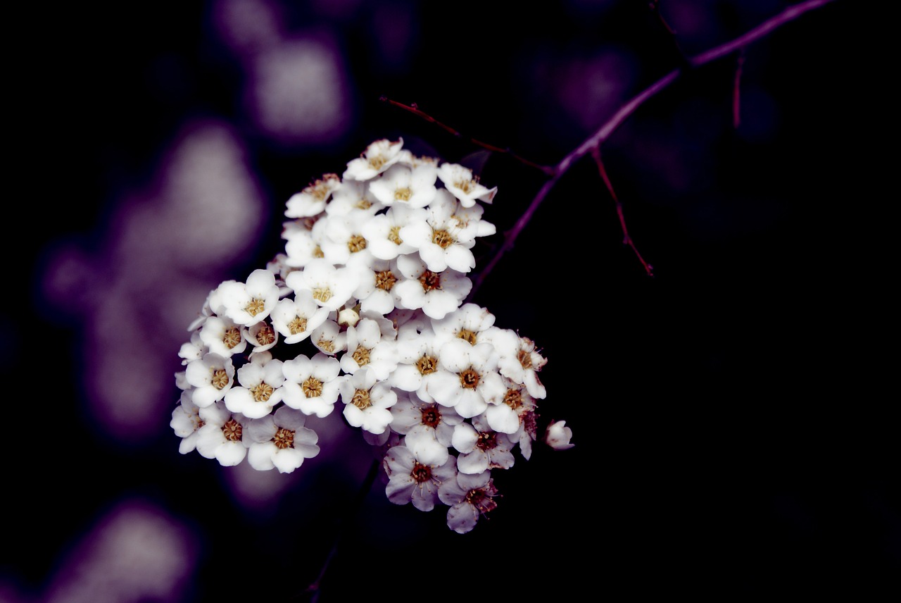 flower flora nature free photo