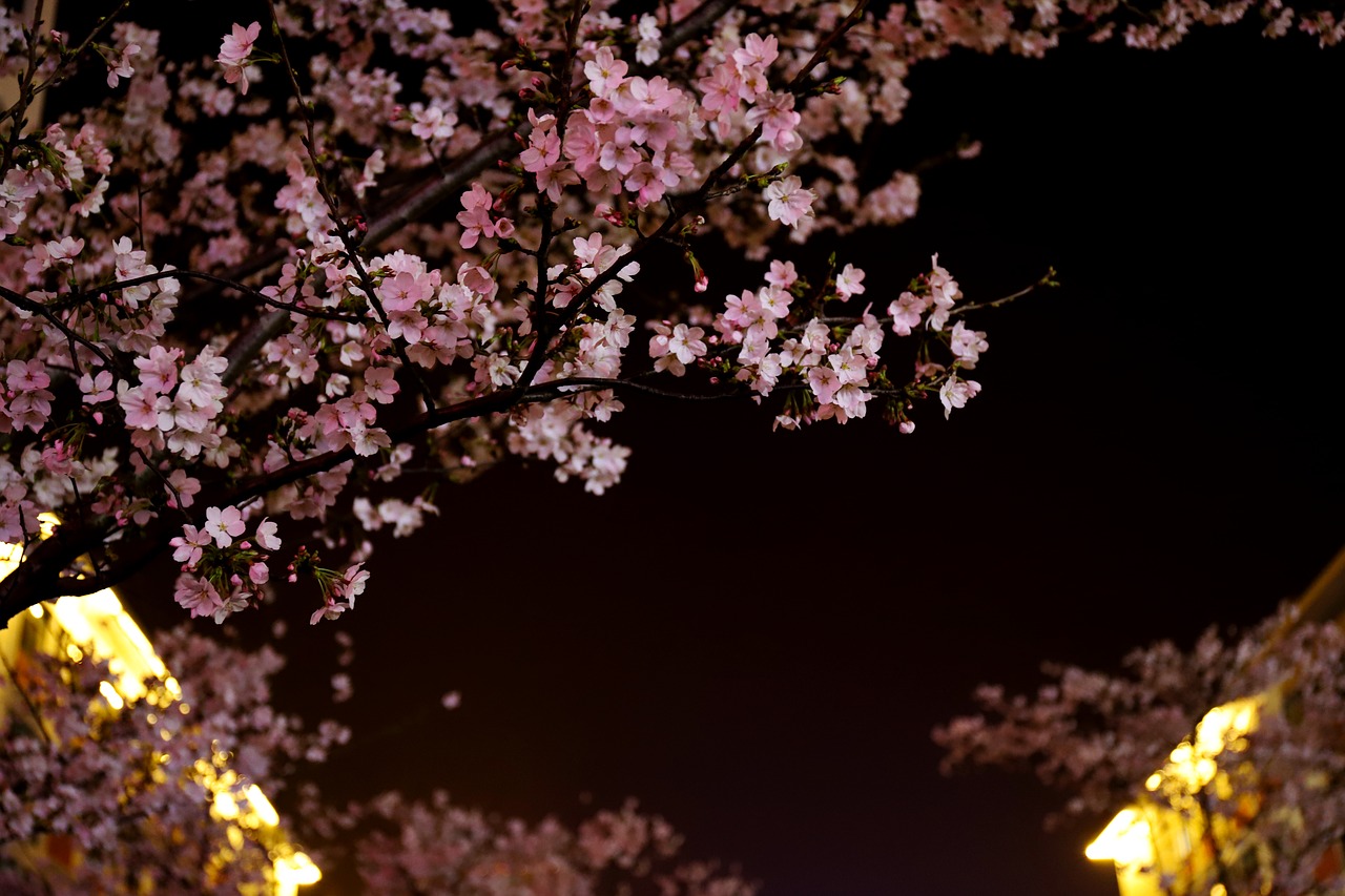 flower nature cherry blossom free photo