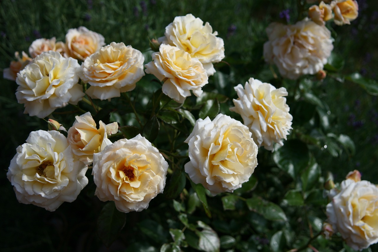 flower rose plant free photo