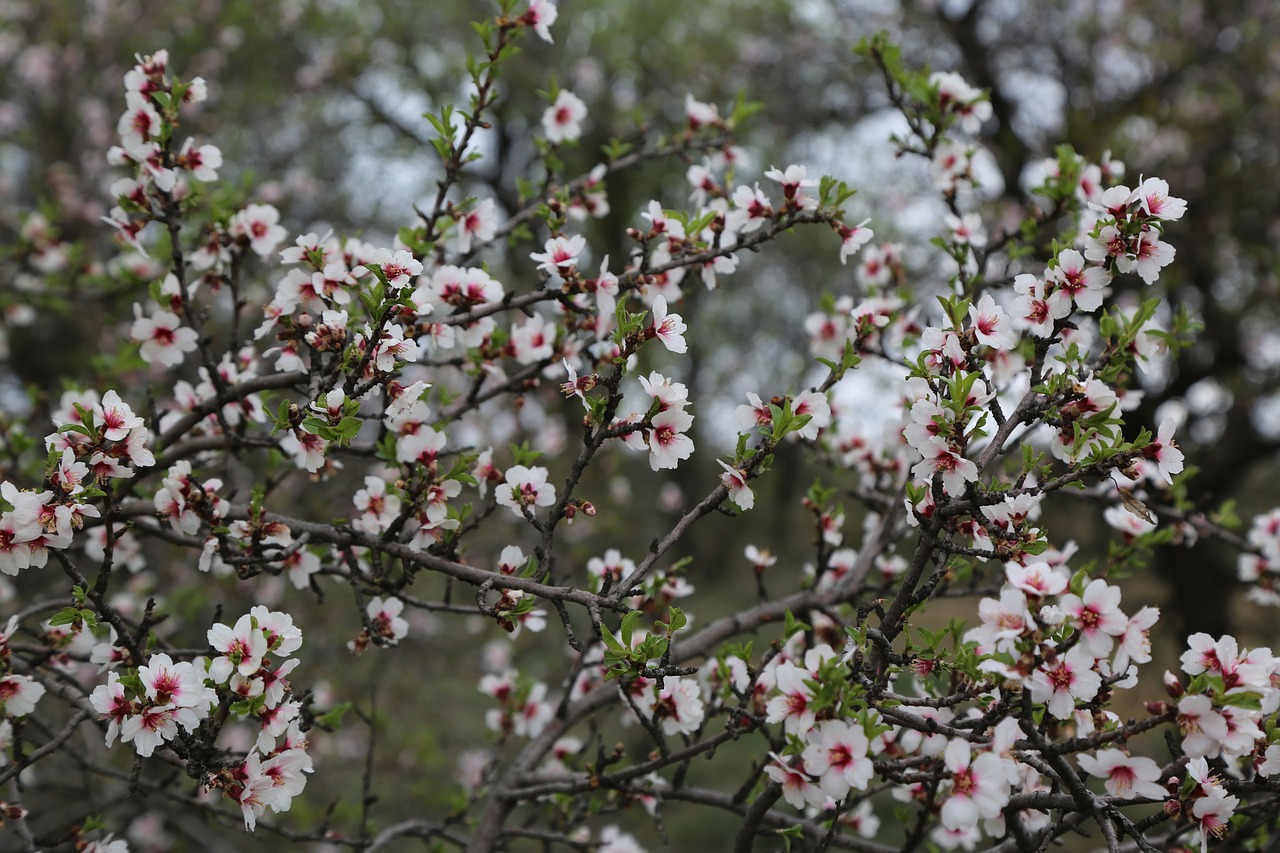 flower tree almond tree free photo