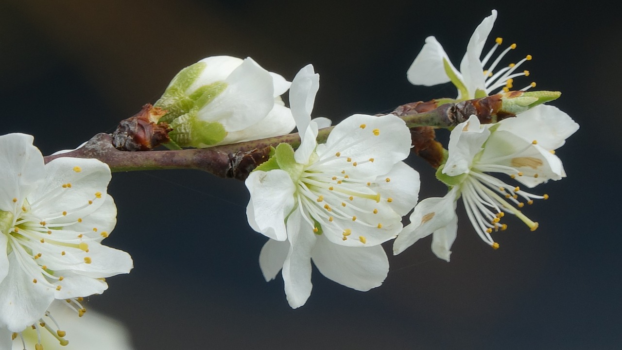 flower nature cherry free photo