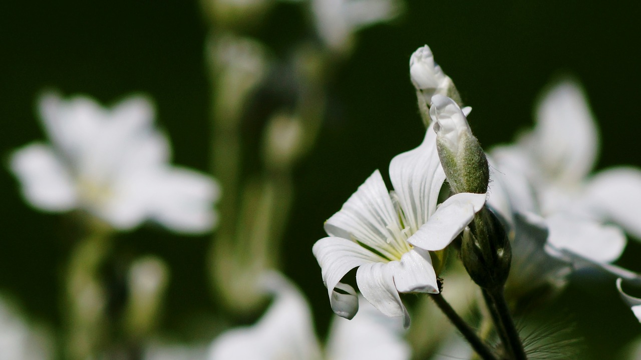 flower plant nature free photo