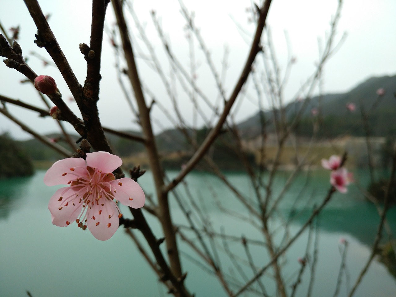 flower branch tree free photo