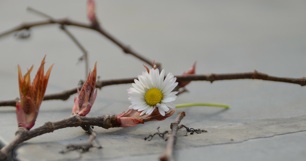 flower daisy white free photo