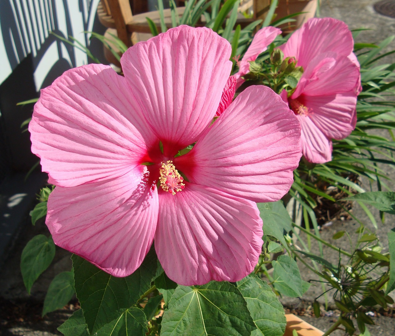 flower plant hibiscus free photo