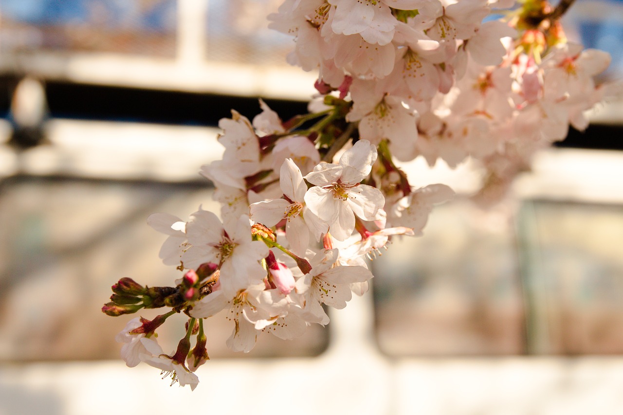 flower cherry nature free photo