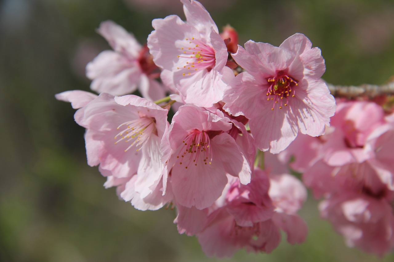 flower flora nature free photo