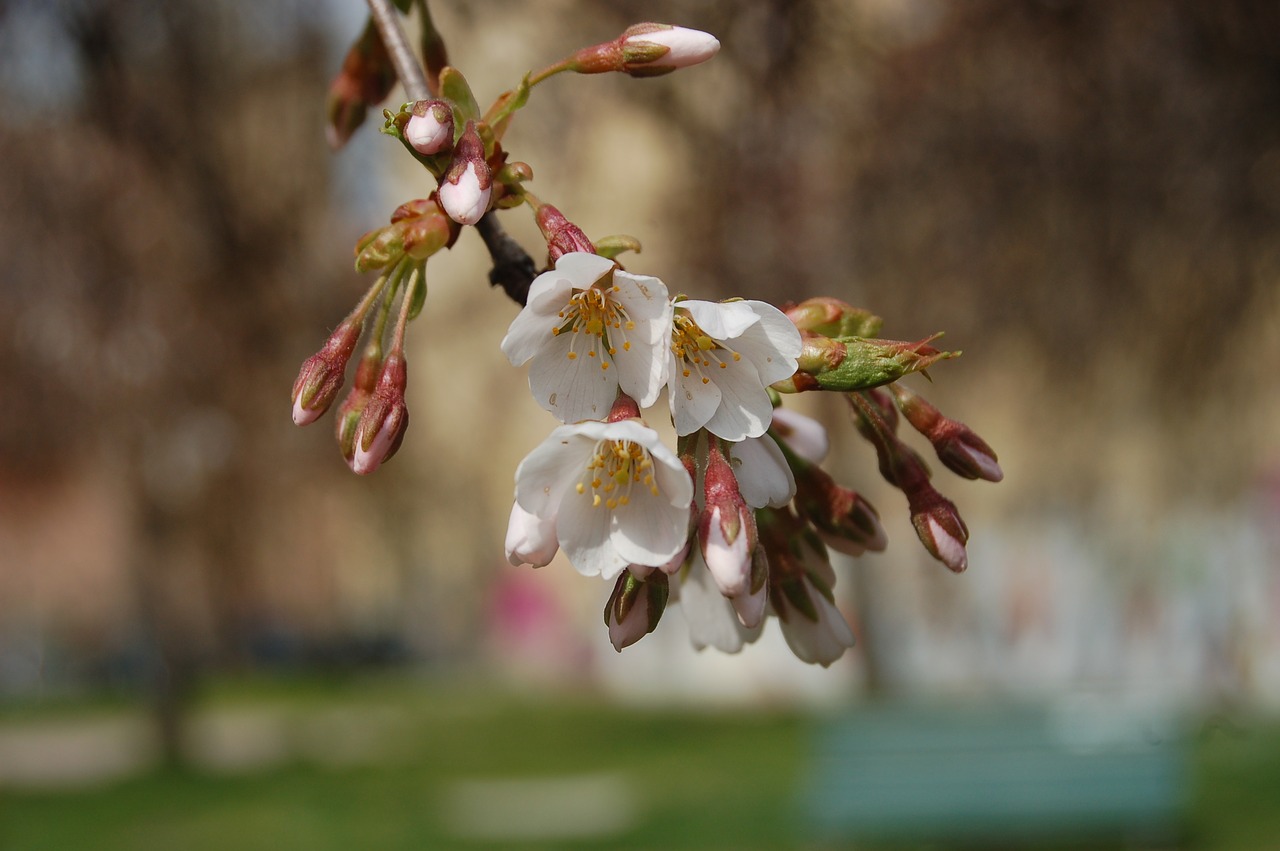 flower outdoors nature free photo