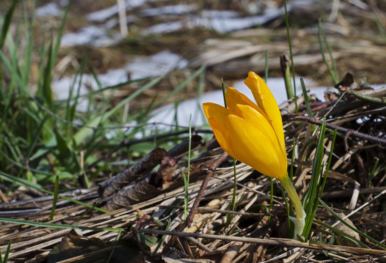 flower snow orange free photo