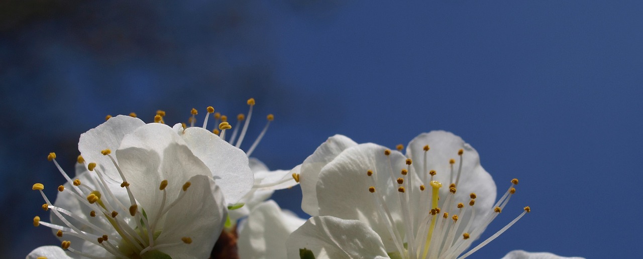 flower nature flora free photo