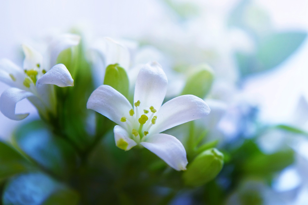 flower white garden free photo