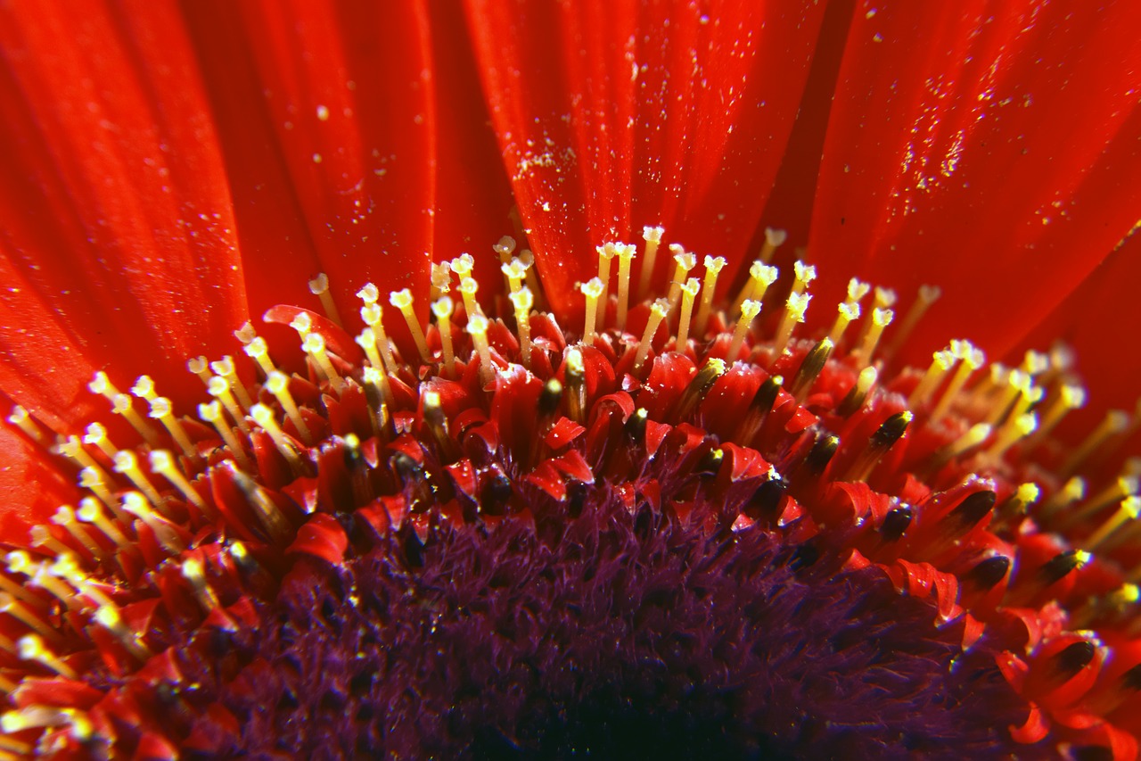 flower red pistil free photo