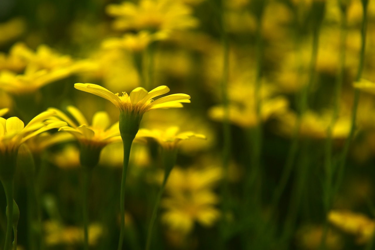 flower yellow garden free photo