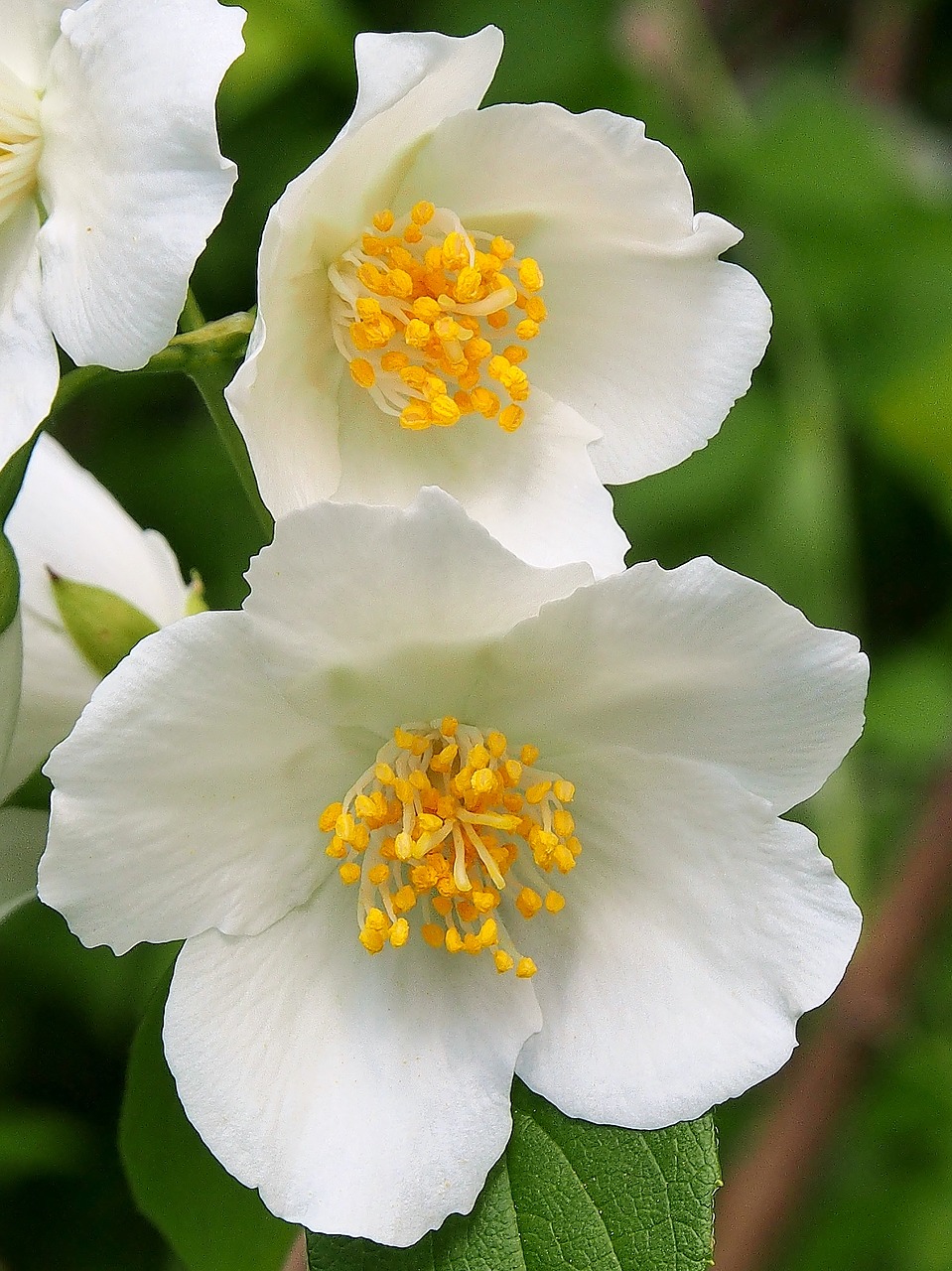 flower plant leaf free photo