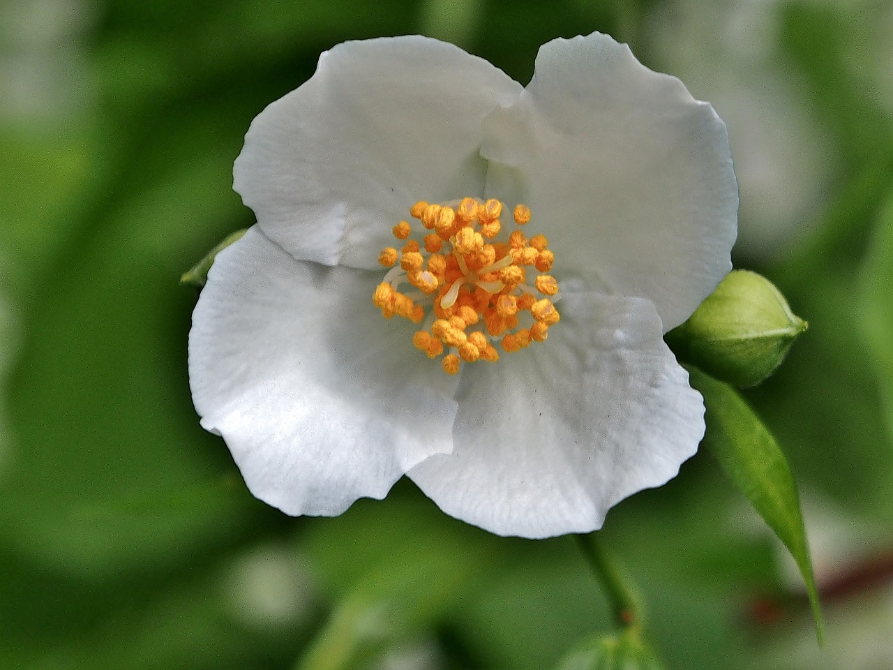 flower plant leaf free photo