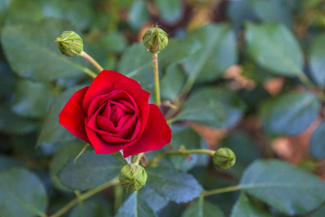 flower rosa leaf free photo