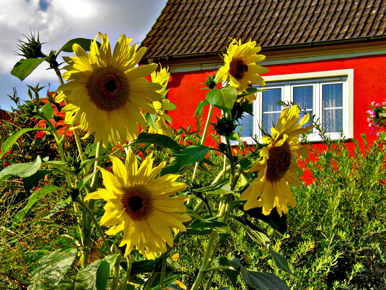 flower summer nature free photo