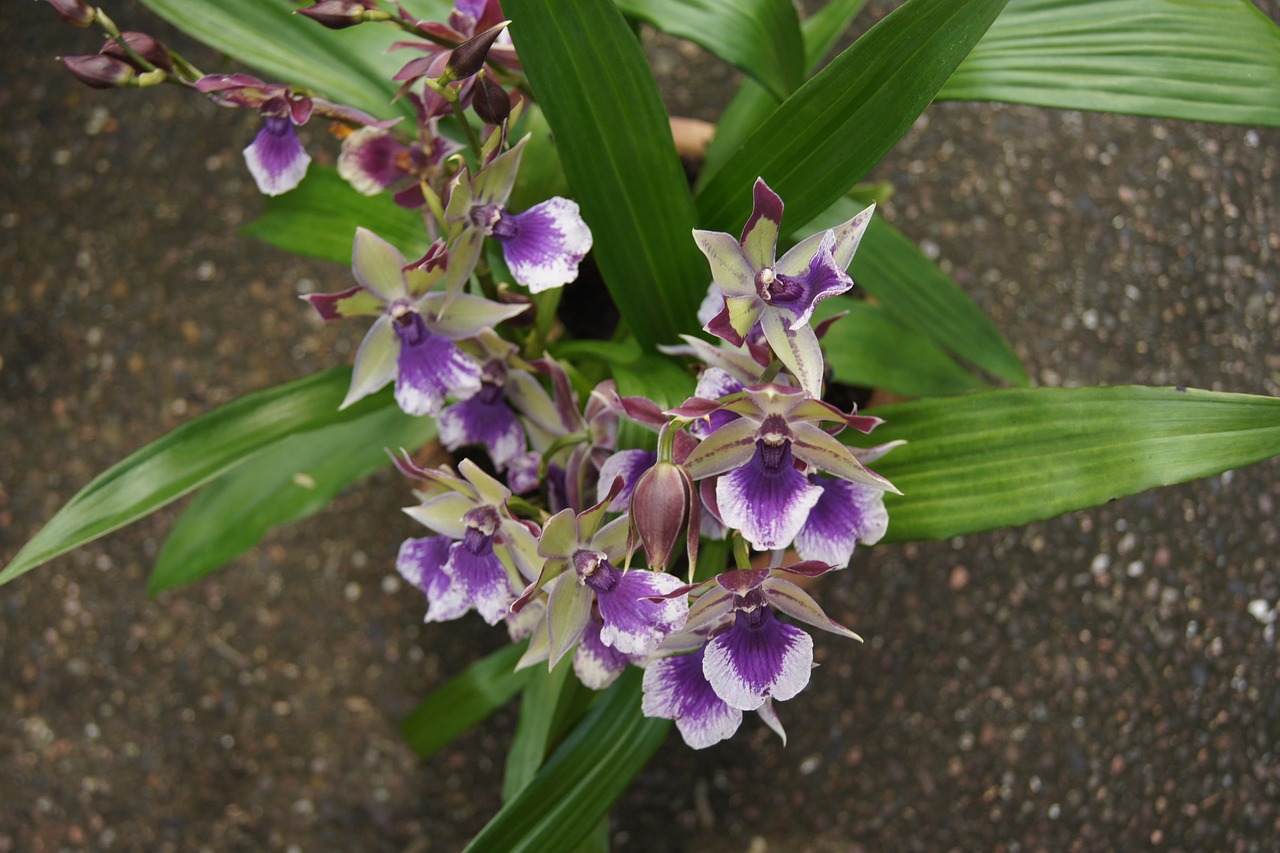 flower flora nature free photo