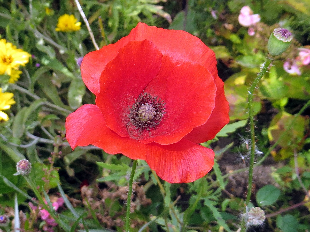 flower plant nature free photo