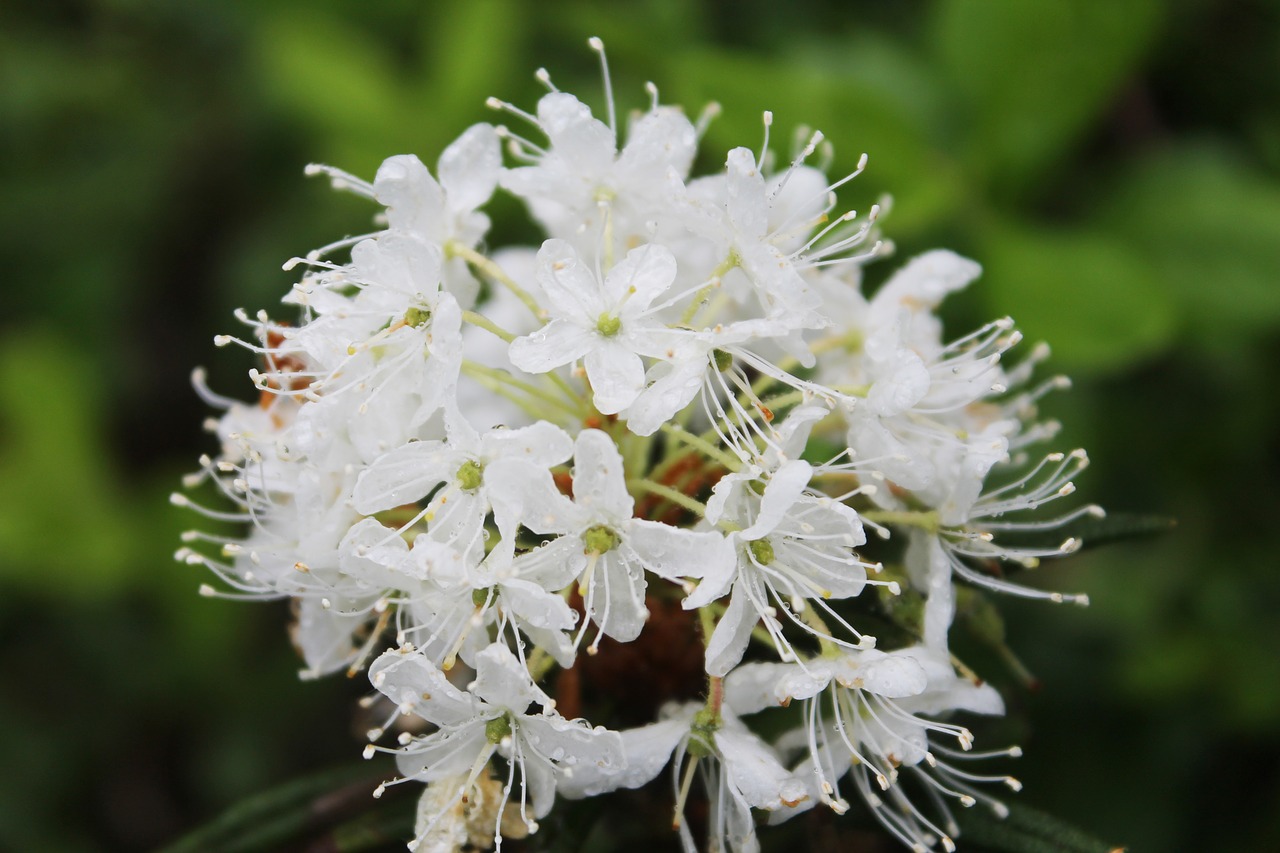 flower nature plant free photo