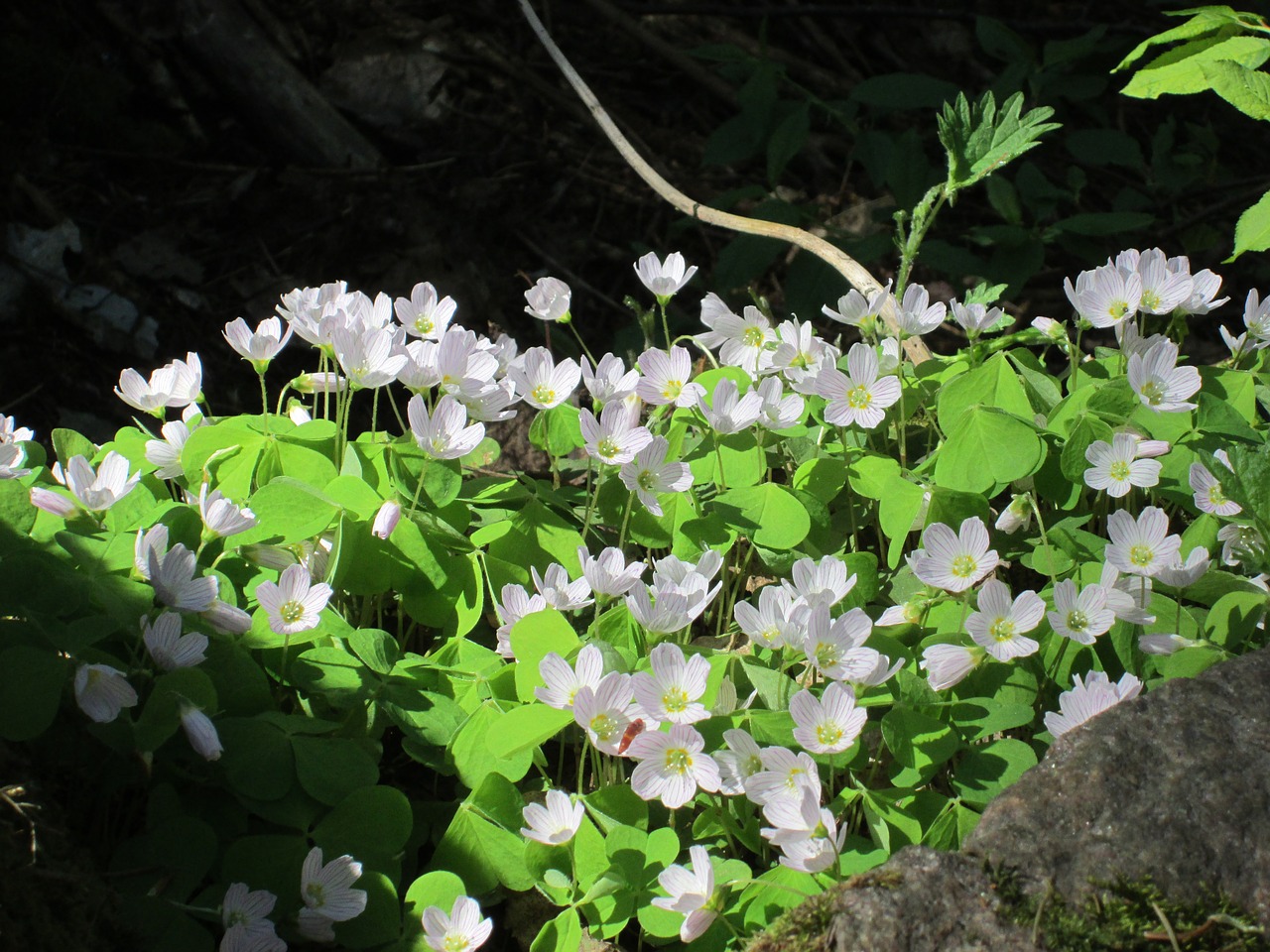 flower plant nature free photo