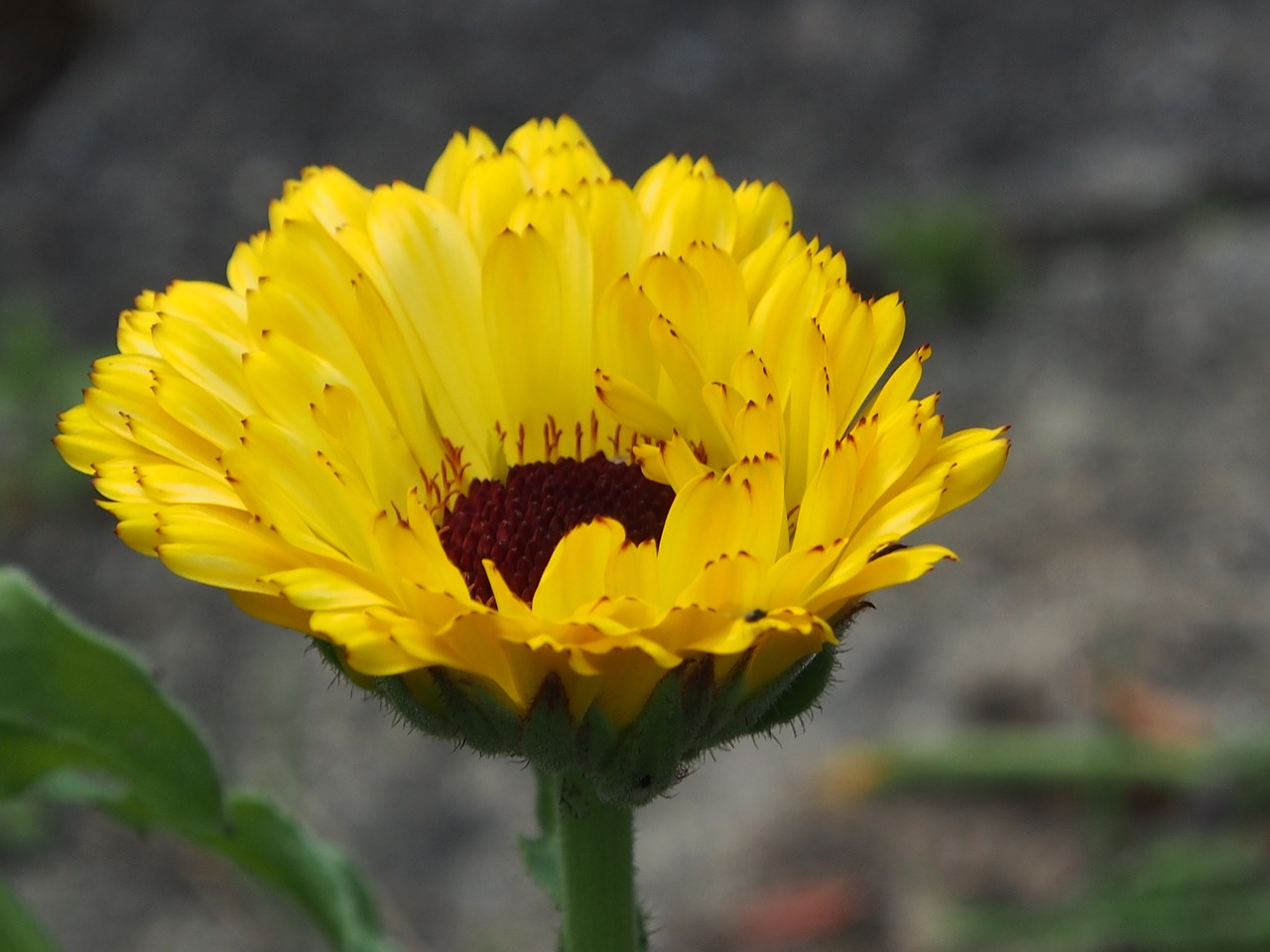 flower yellow summer free photo