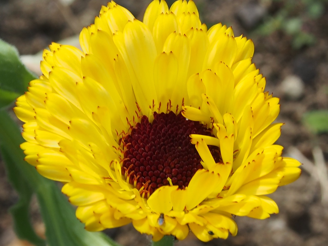 flower yellow summer free photo