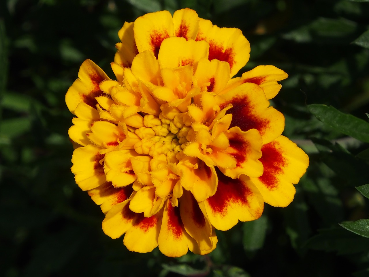 flower yellow orange summer free photo