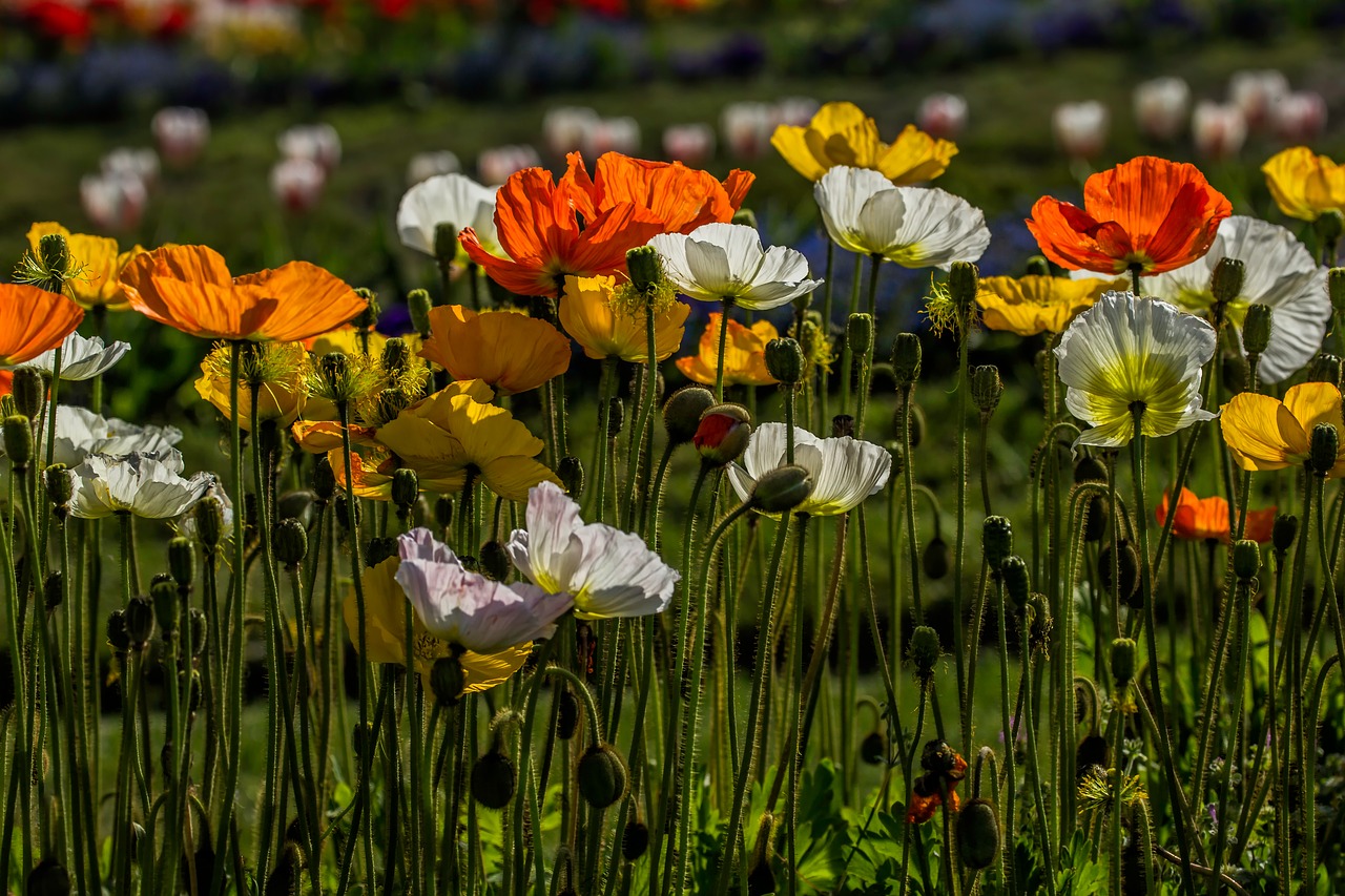 flower nature plant free photo