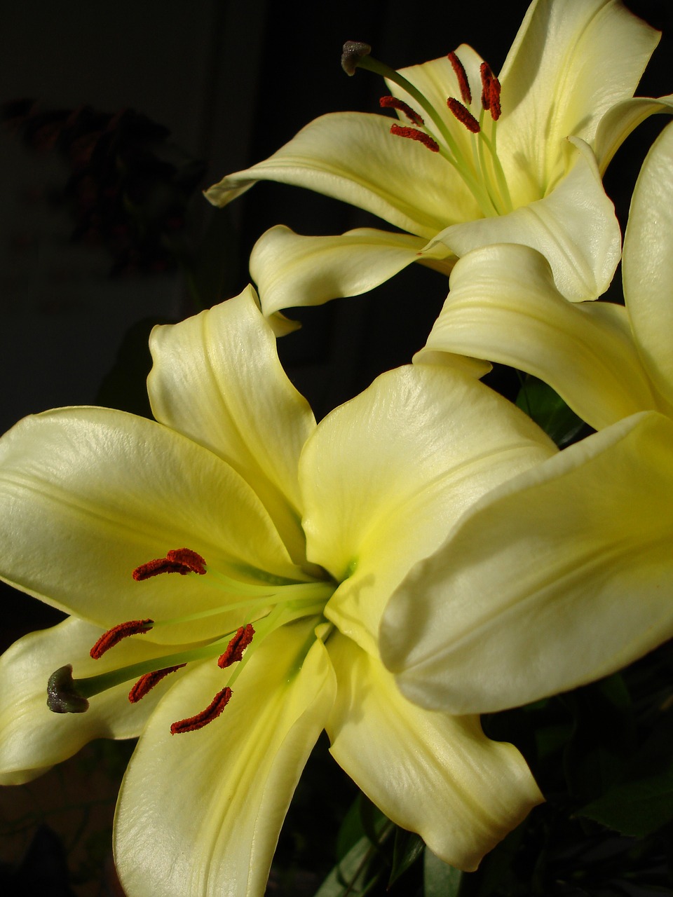 flower nature lily free photo