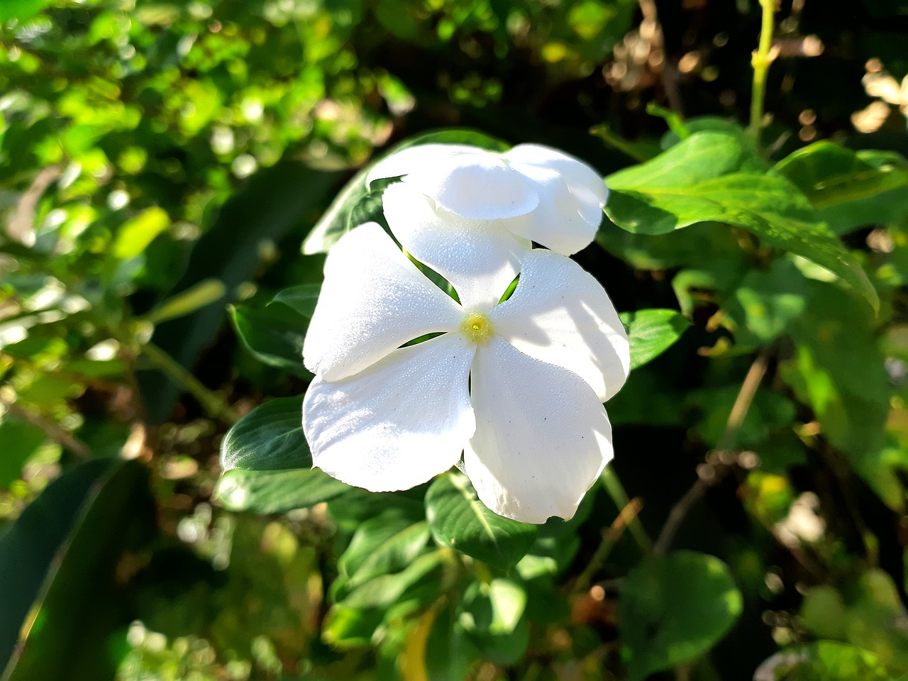 flower tree free pictures free photo