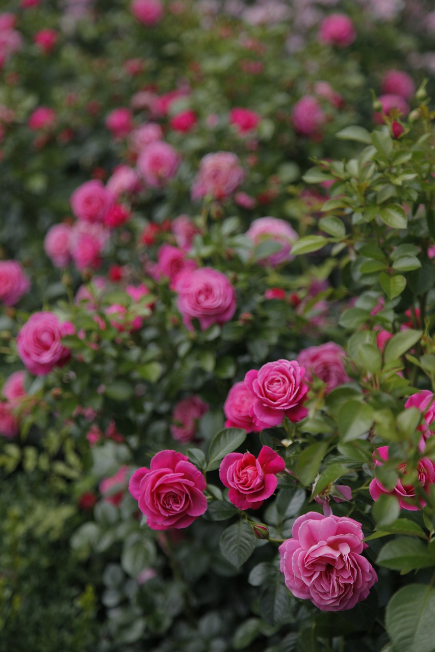 flower rose plant free photo