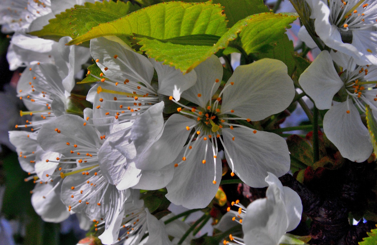 flower nature plant free photo