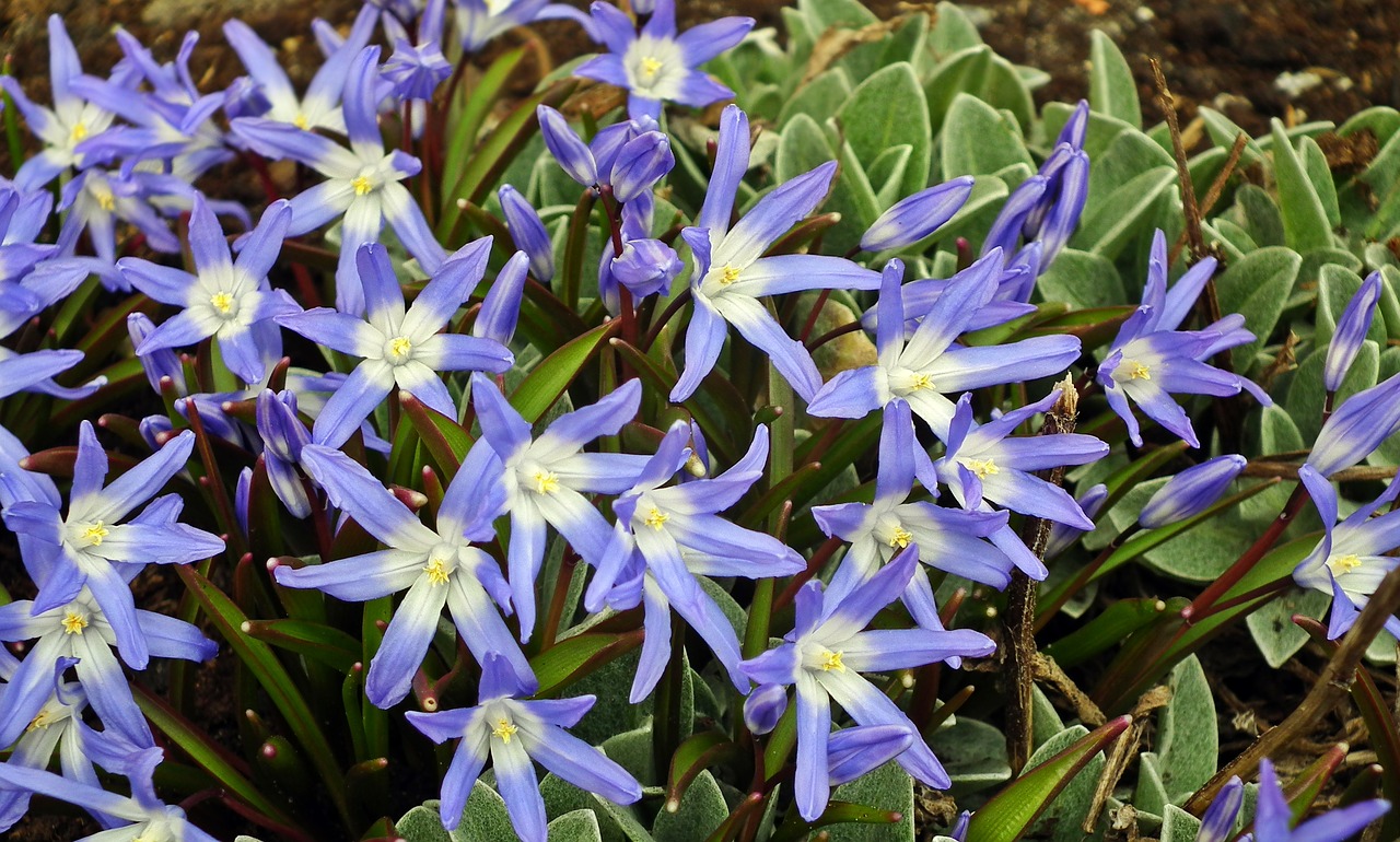 flower blue spring free photo